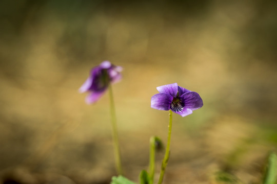 紫花地丁