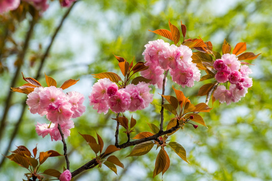 樱花