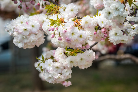 樱花