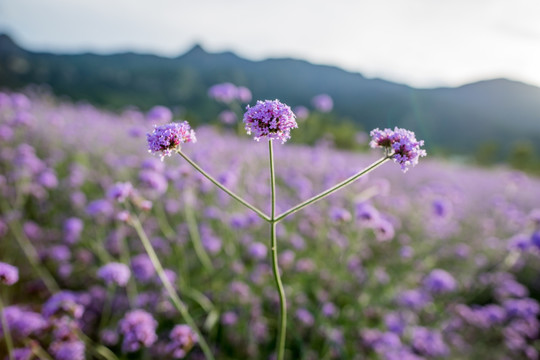 马鞭草