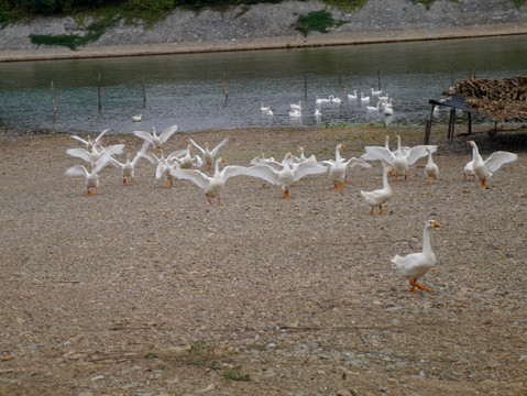 养鹅基地