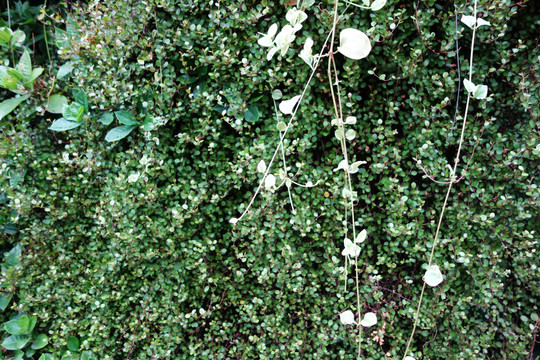 植物墙 绿叶墙