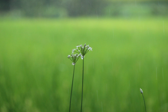 绿色背景 白色小花 雨滴 水珠