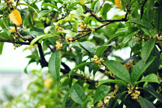 桂花 银桂 桂花飘香