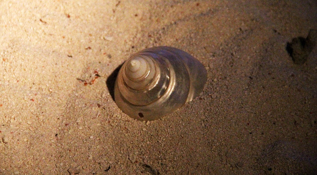 沙中海螺