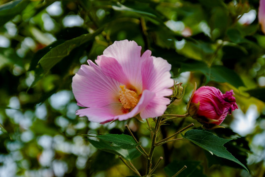 花 芙蓉花 木芙蓉花