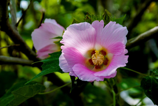 花 芙蓉花 木芙蓉花