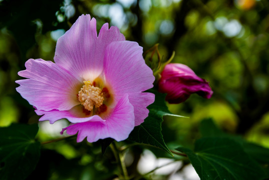 花 芙蓉花 木芙蓉花