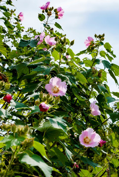 花 芙蓉花 木芙蓉花