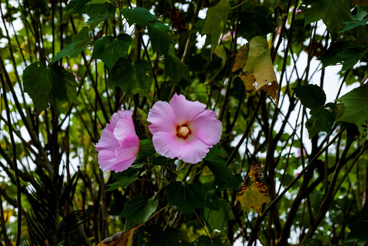 花 芙蓉花 木芙蓉花