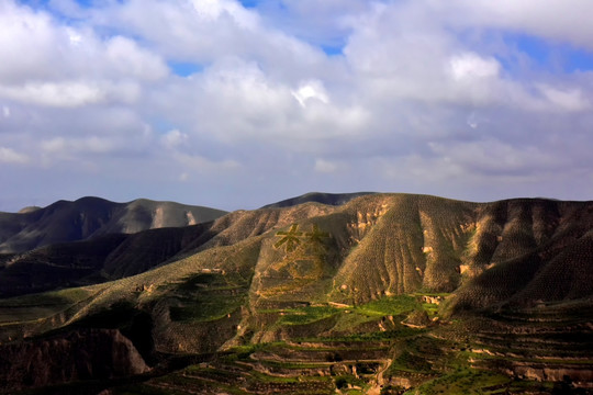 荒山绿化