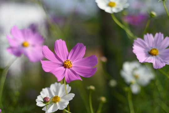 格桑花