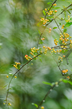 火棘果雨滴 特写