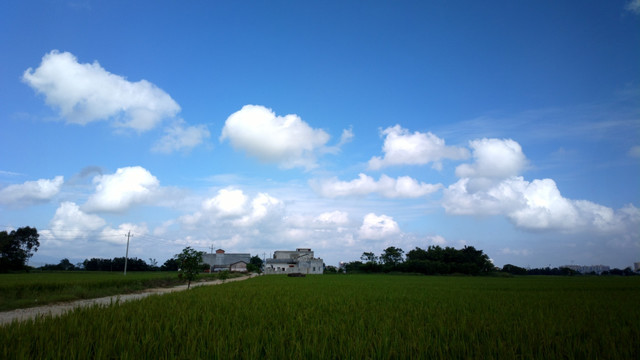 田园小路