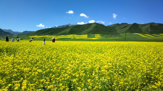 油菜花田