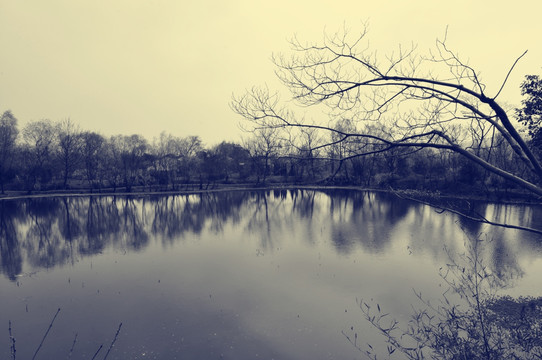 老照片西溪湿地