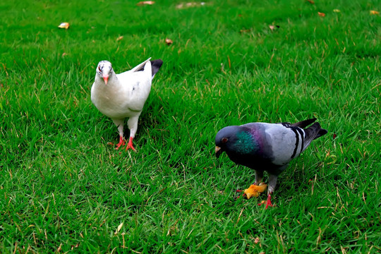 草地上的两只鸽子