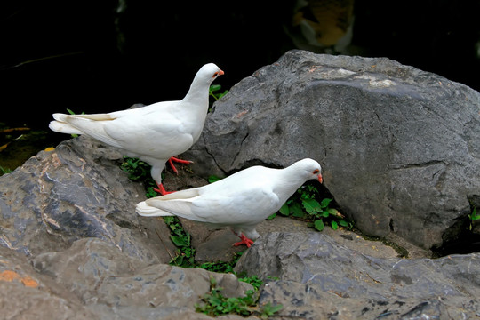 水边石头上的两只白鸽