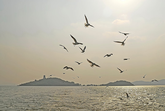 太湖上的海鸥群