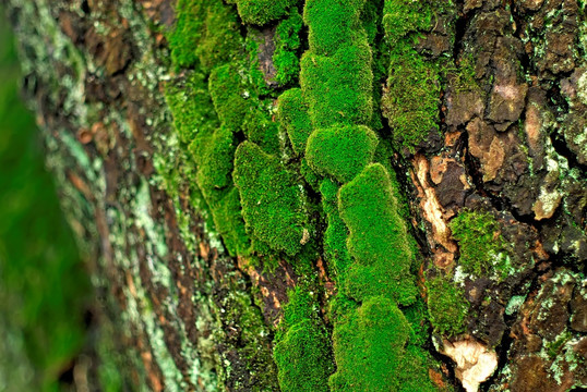 树皮上的青苔 苔藓 纹理素材
