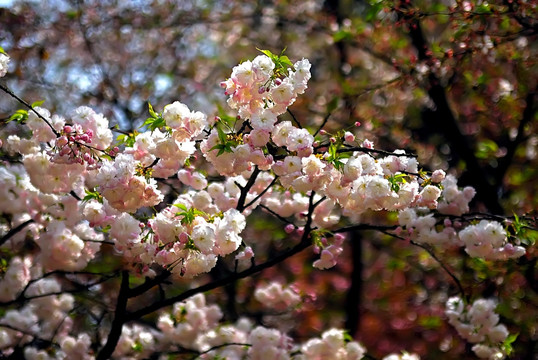 红叶樱花 瑰丽樱花 重瓣樱花