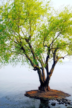 水面上的树 太湖湖面 阳光绿叶