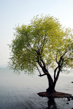 水面上的树 太湖鼋头渚 绿树