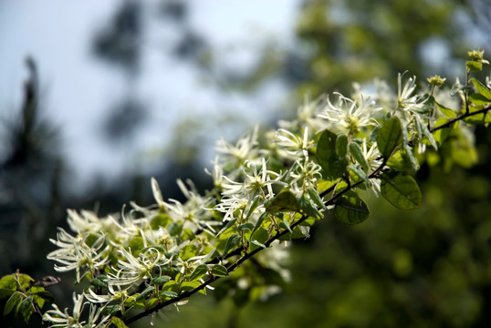白花檵木 纸末花