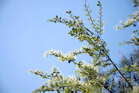 白花檵木 纸末花