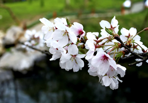 单瓣樱花 日本早樱 落樱缤纷