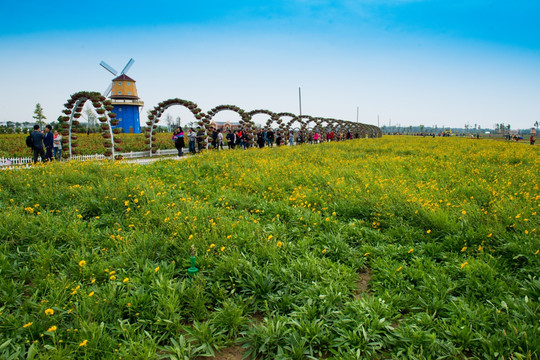 波斯菊