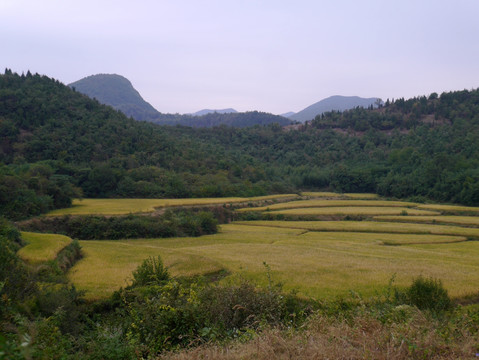 山里金黄稻田