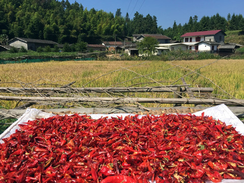 翠竹洋火山口 辣椒干