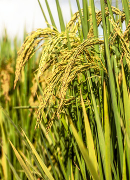 稻穗 稻子 丰收 灌浆 抽穗