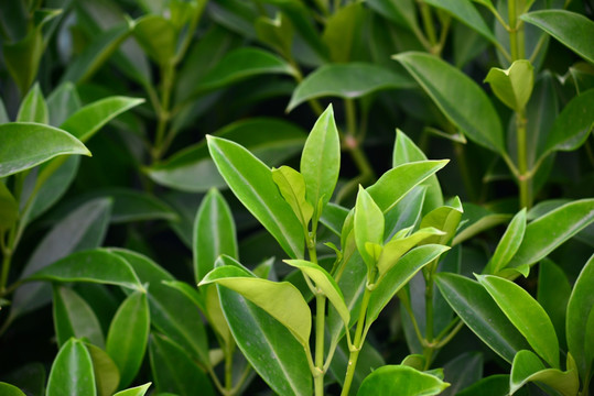 非洲茉莉