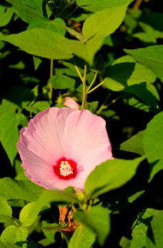 木芙蓉花