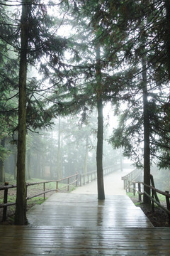 晨雾树林中的栈道