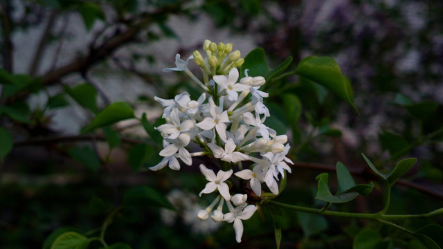 桂花