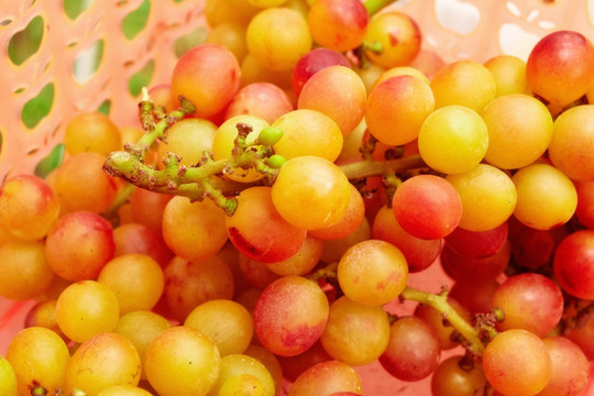 采摘园天然绿色健康有机食品葡萄