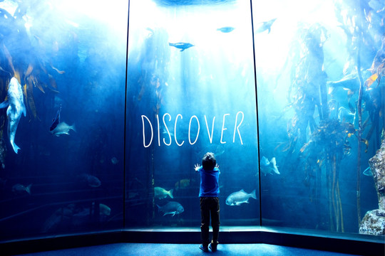 看著水族館里的魚的男孩