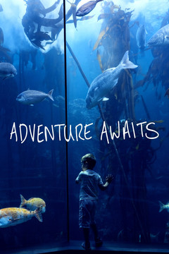 男孩看著水族館的海洋生物
