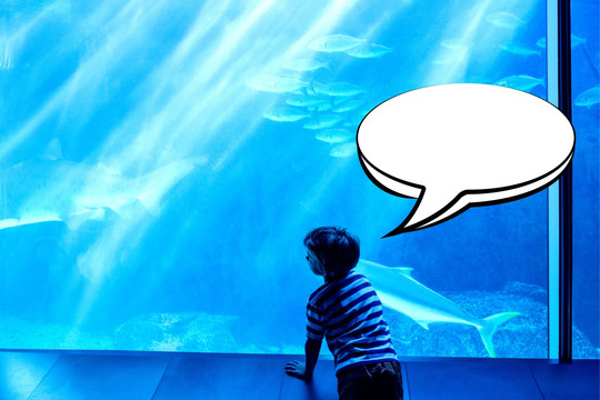 看著水族館里的魚的男孩