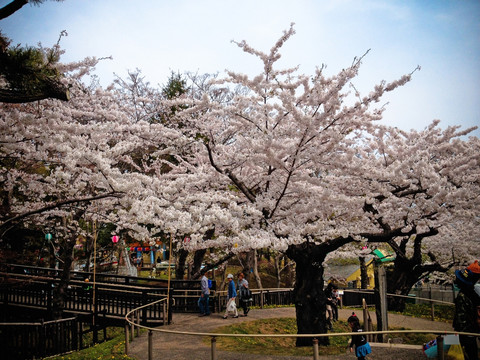 日本樱花