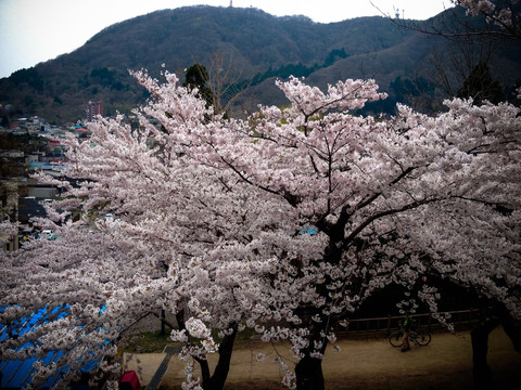 白色樱花