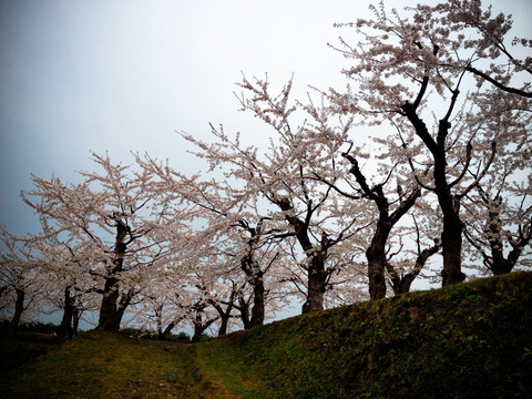 日本樱花