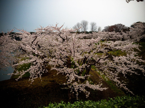 日本樱花