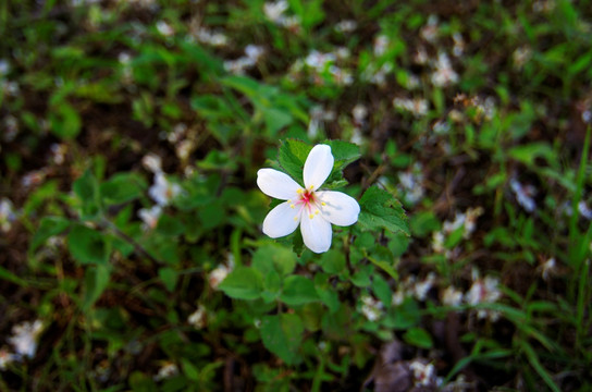 落花