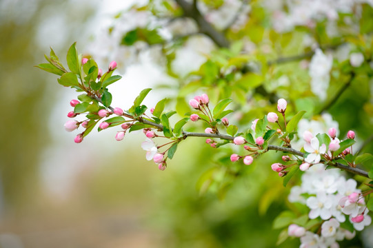 春暖花开