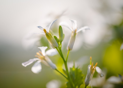 小白花