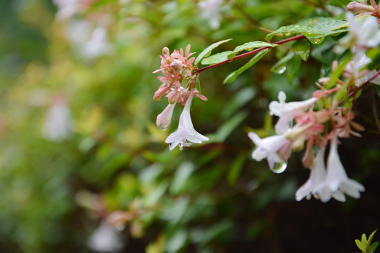 粉白小花